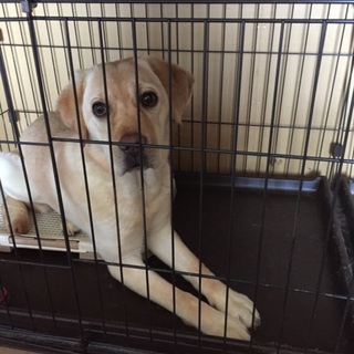 9ヶ月になるおてんば娘ラブ