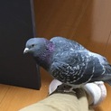 人が大好きな飛べないハトの里親になって下さい