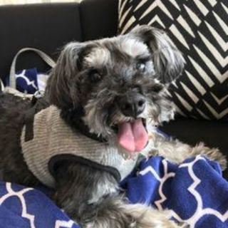 ノア君お星様になりました