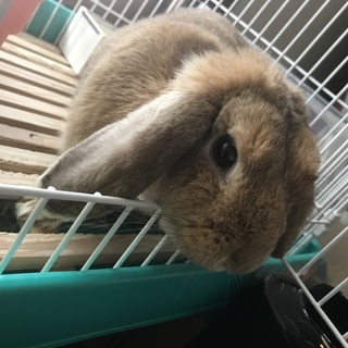 ホーランドロップとロップイヤーmix