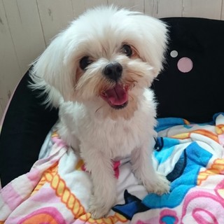 元気いっぱいマルチーズの光(こう)ちゃん！