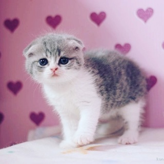 スコティッシュフォールド女の子