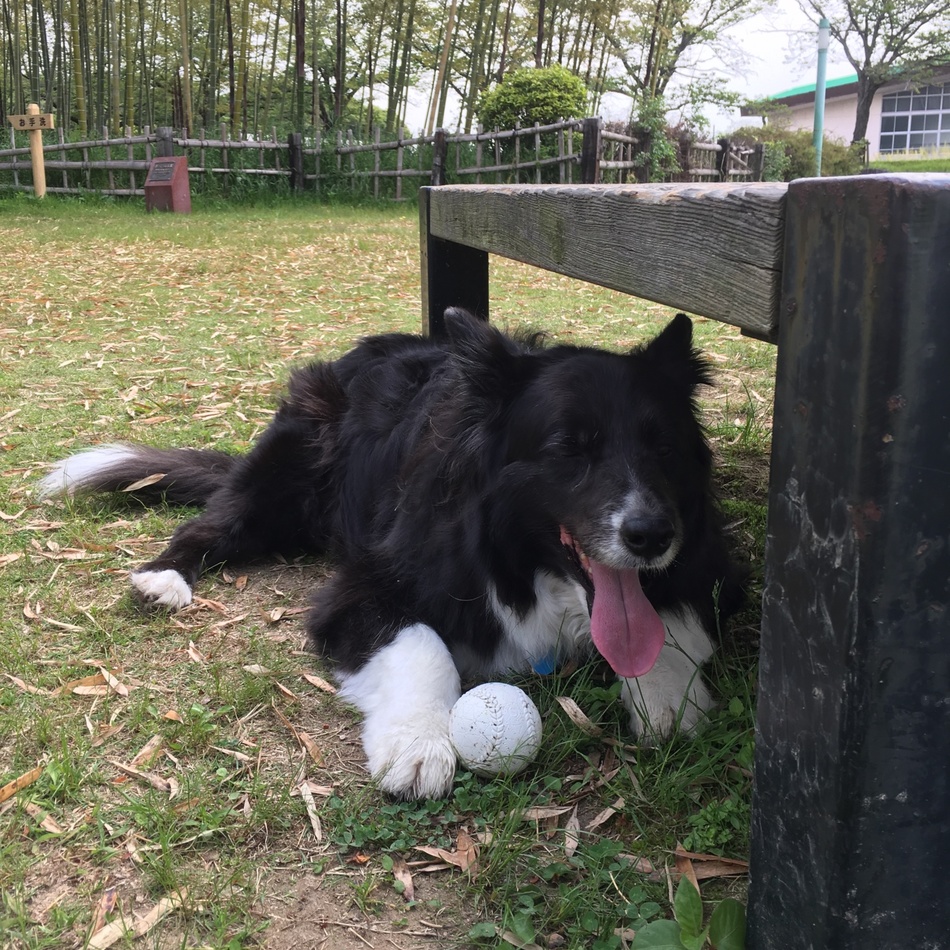 ラッシーくんのカバー写真