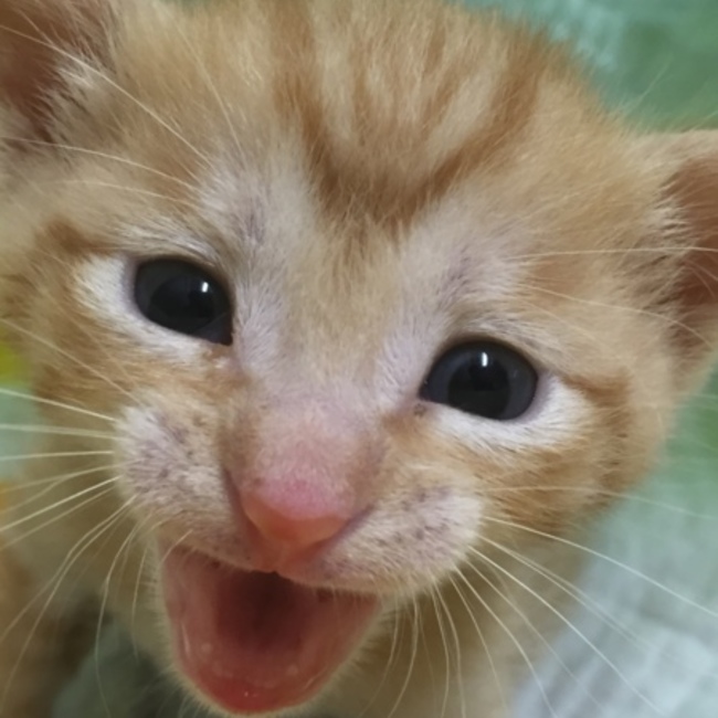 サタケのカバー写真