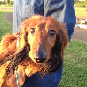 お散歩で疲れてしまって、だっこちゃん