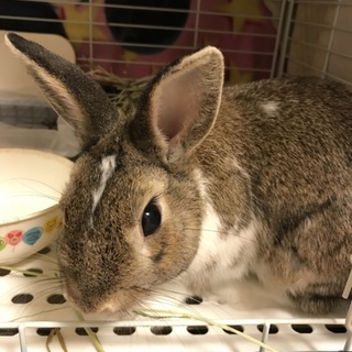 うさぎの里親さん募集です