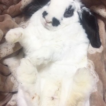 チョビ(チョーちゃん)の写真