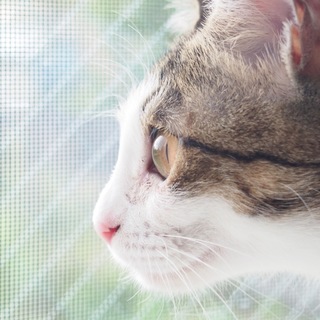 瞳の大きなおとなしい女の子