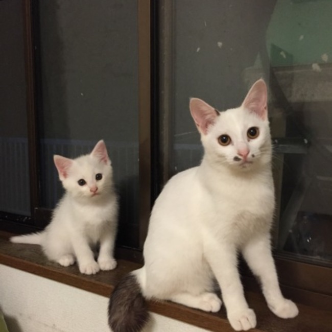 カミヘイのカバー写真
