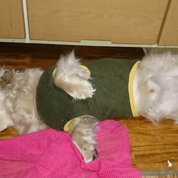 つかれちゃった～