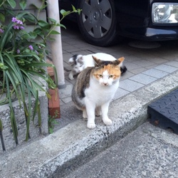 まるのご飯と私