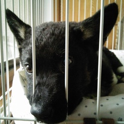 「ヾ(:3ﾉｼヾ)ﾉｼ”」サムネイル1