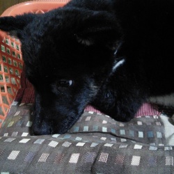 「ヾ(:3ﾉｼヾ)ﾉｼ”」サムネイル2