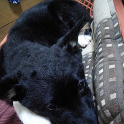 「ヾ(:3ﾉｼヾ)ﾉｼ”」サムネイル3