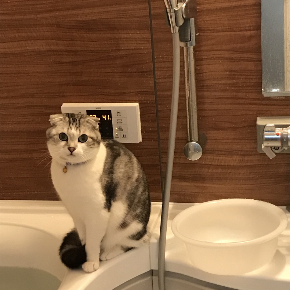 めめのカバー写真