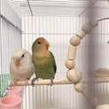 可愛いラブバード2羽一緒に可愛がってくれる方