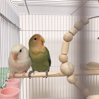 可愛いラブバード2羽一緒に可愛がってくれる方