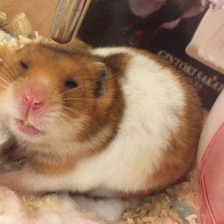 ゴールデンハムスター 里親募集します