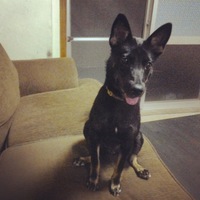 ズミギミドゥン