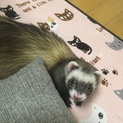 フェレット 里親さん決まりました(*^^*)