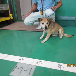 時間がありません！まだ死にたくないです。