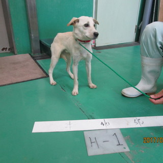 団体がひきうけてくれることに。