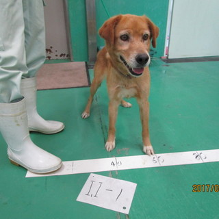 里親様募集中です。