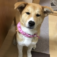 嶋田麦