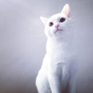 人が大好き！やんちゃな白猫