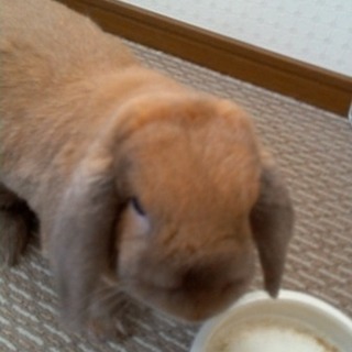 ロップイヤーの女の子です