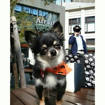 バンダナお気に入りのウィリアム