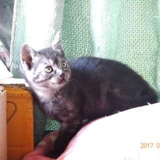 里親様を募集！シルバー系の子猫（2匹）