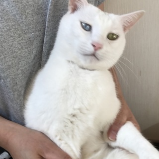 僕たち ずっと一緒でいたいんだ！  兄弟で募集。