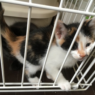 めちゃくちゃ可愛い三毛猫