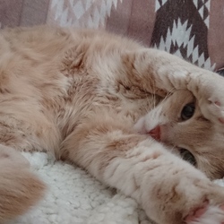 常に寝るタイプ