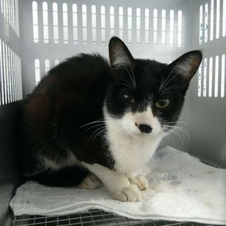 里親決定！引き出し後ご縁いただきました！