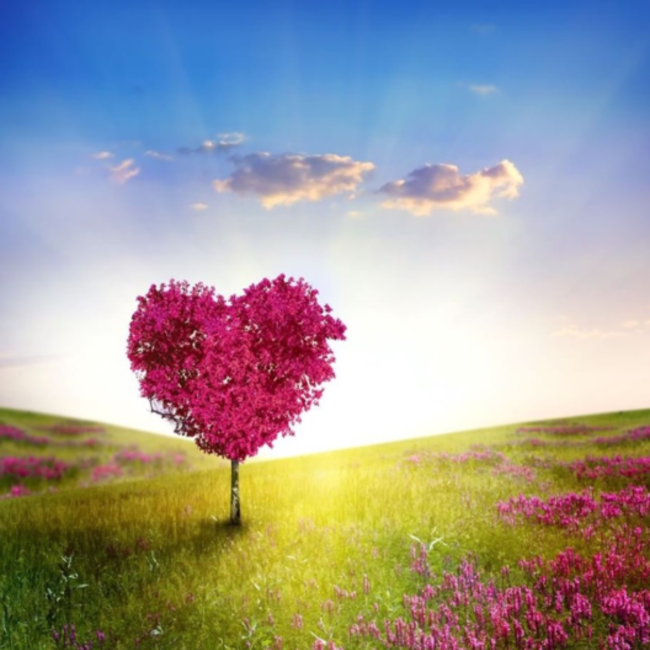 スボルメのカバー写真