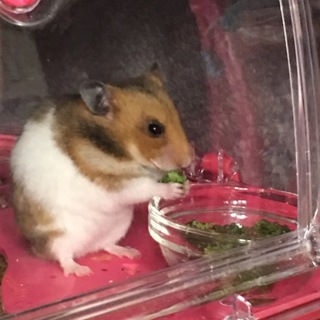 ゴールデンノーマル2匹メス