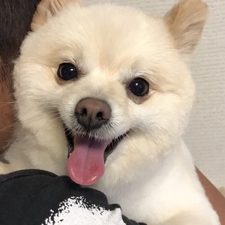 ♂99番 ポメラニアンのフックくん里親募集です！