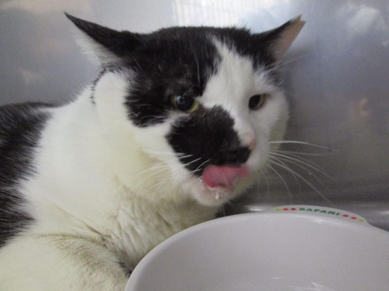 ぶさかわいい猫 一匹飼い 東京都 猫の里親募集 ペットのおうち 月間利用者150万人