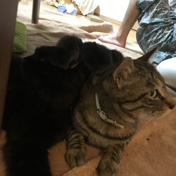 「津雲。」サムネイル3