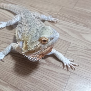 フトアゴヒゲトカゲ