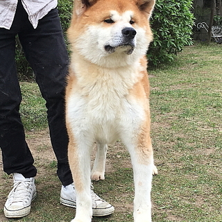 赤毛の秋田犬 オス