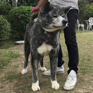 体格・骨格の良い虎毛の秋田犬　オス