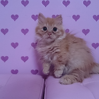 マンチカン短足女の子♥