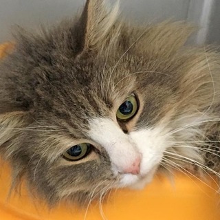 お膝大好きアサヒくん！