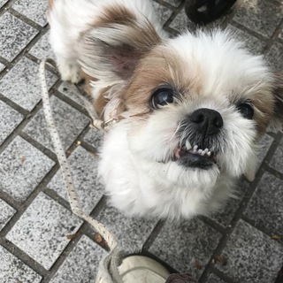 穏やか☆シーズーのはなちゃん