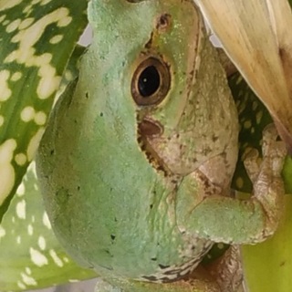 ニホンアマガエルの男の子の新しいお家を募集します。