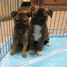 里親決定。サスケ君2ヶ月ワクチン済 サムネイル3