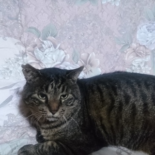 10歳ぐらいの子なので60歳以上の方を希望します